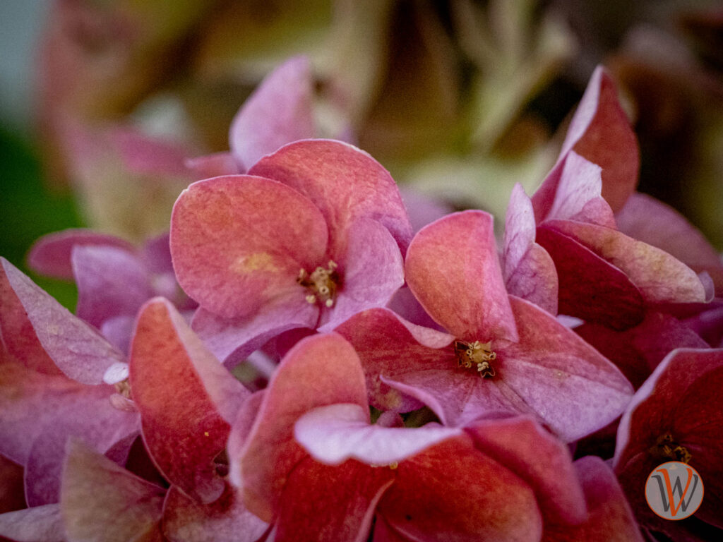 Rosafarbene Hortensienblüte im Spätsommer