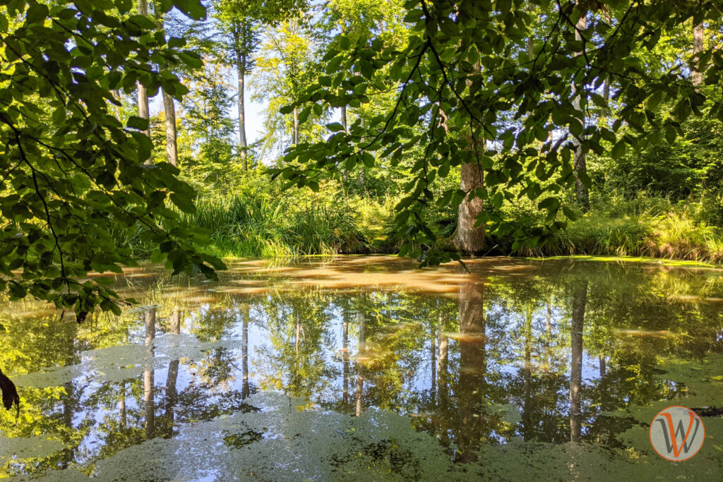 Ein Teich mit Bäumen und Sträuchern am Uferrand