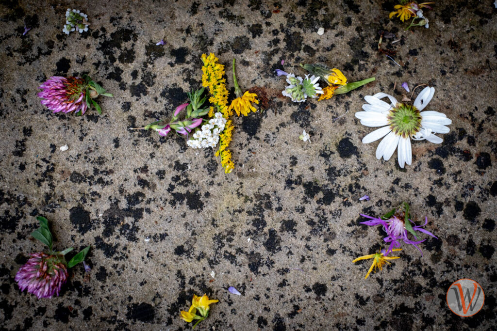 Blüten liegen auf einer Steinfläche