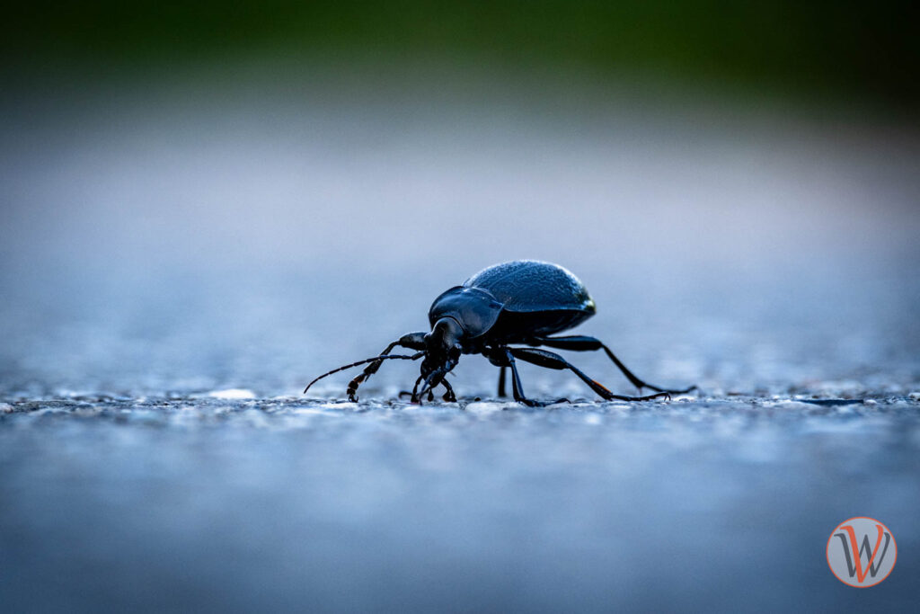 Schwarzer Käfer auf einer Straße von vorn gesehen