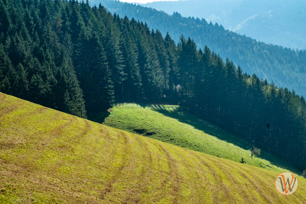 Schwarzwald im September mit gemähter Wiese und Fichtenwäldern in unterschiedlicher Blaugrün-Färbung