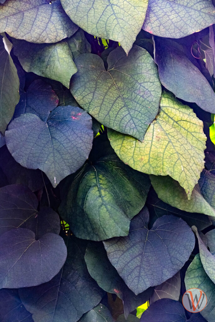 Blätter wie Ziegel übereinander zeigen pastellfarbene Farbtöne von gelbgrün bis zu blaugrün