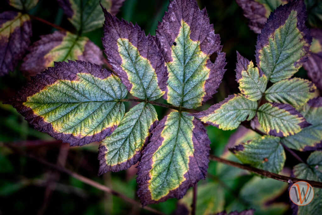 Einzelnes Blatt von oben zeigt breiten braun-violetten, dann einen gelben Rand, dann die noch grüne Farbe des frischen Blattes