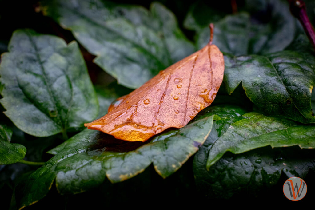 Ein einzelnes orangebraunes abgefallenes Blatt liegt auf mehreren noch grünen Blättern, die noch am Strauch hängen