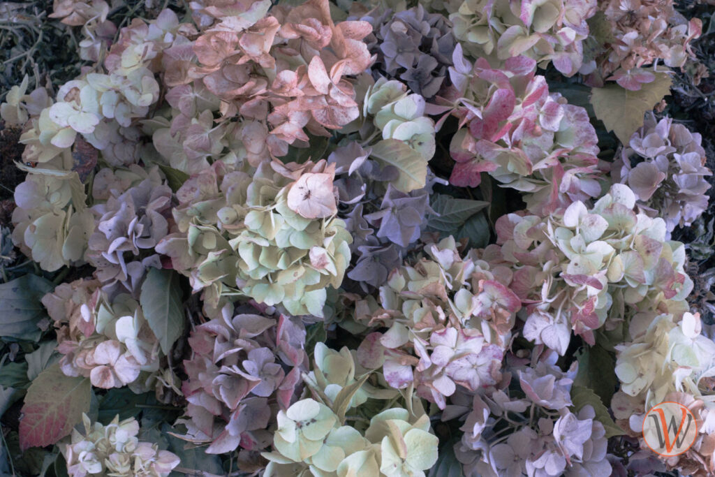 Verschiedenfarbige Blüten der Hortensie liegen auf einem Komposthaufen