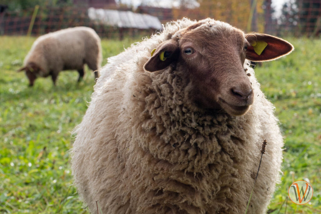 Schaf mit viel Wolle schaut in die Kamera