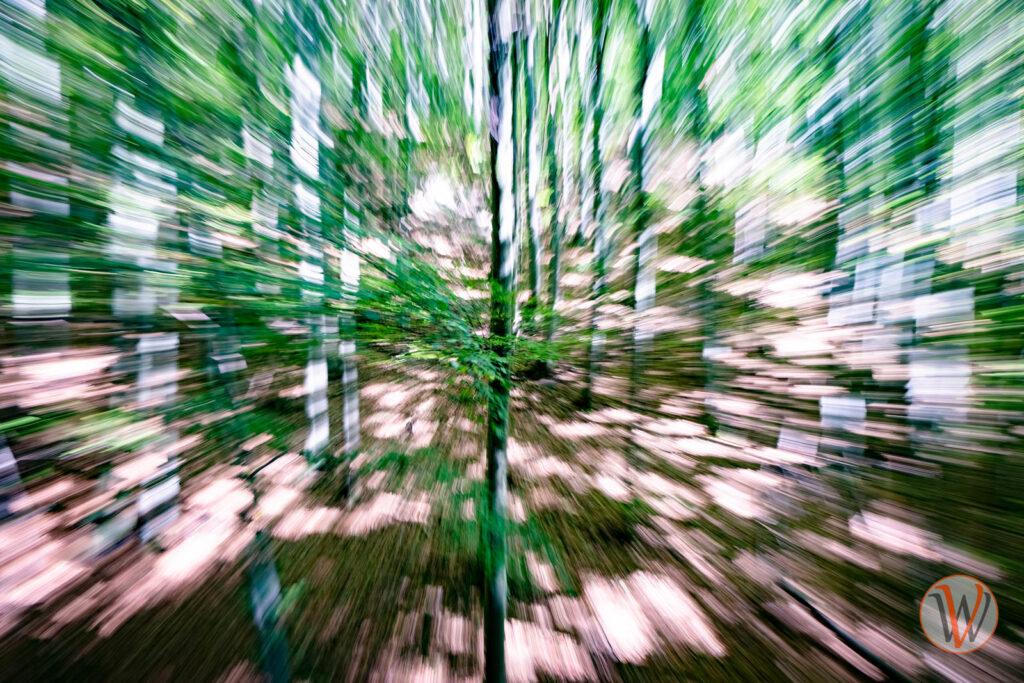 Mit einem Zoomeffekt entsteht der Eindruck, als bewege sich der Wald und die Bäume in die Richtung des Betrachters
