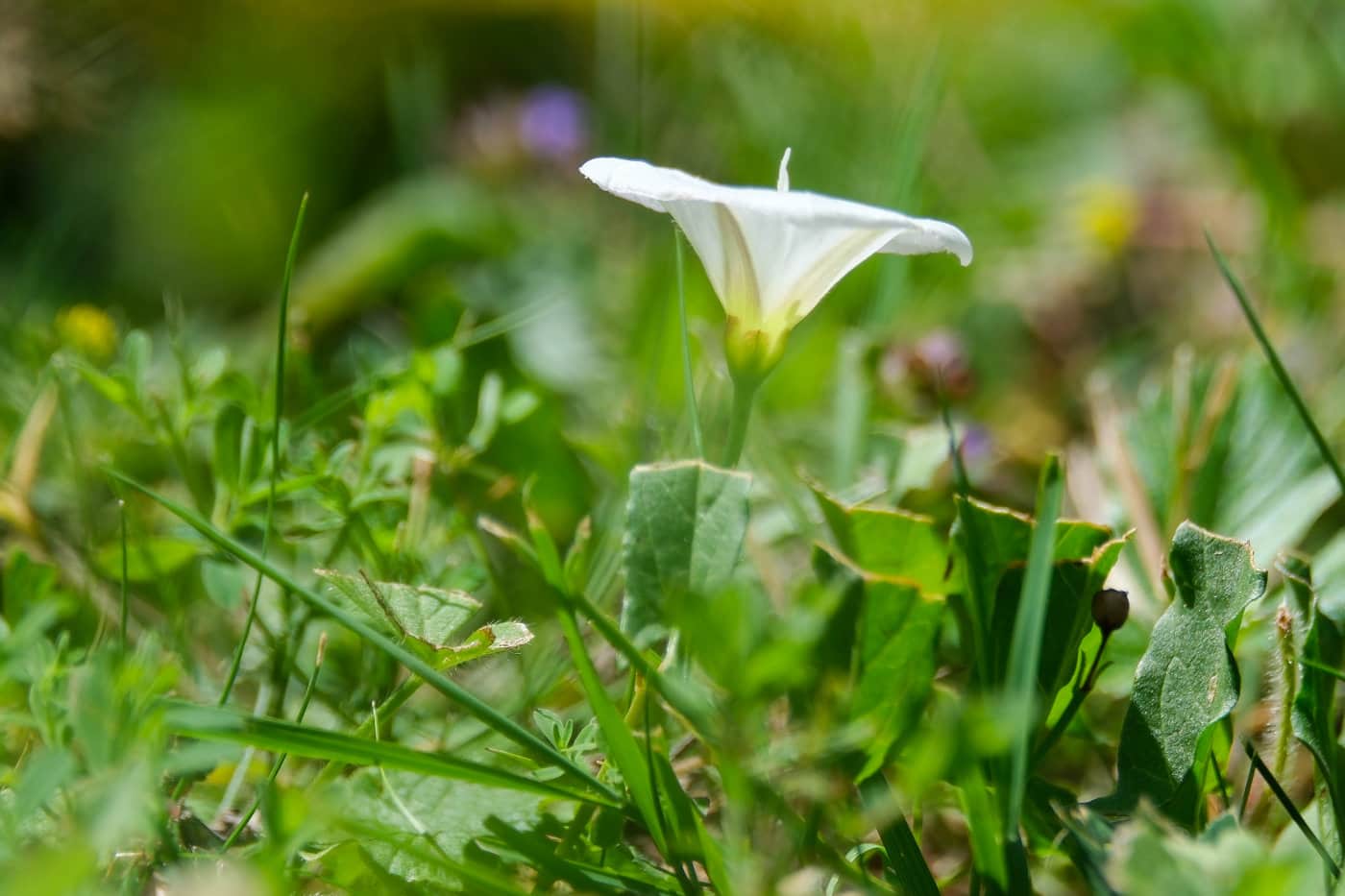 Die trichterförmige Blüte der Weißen Ackerwinde
