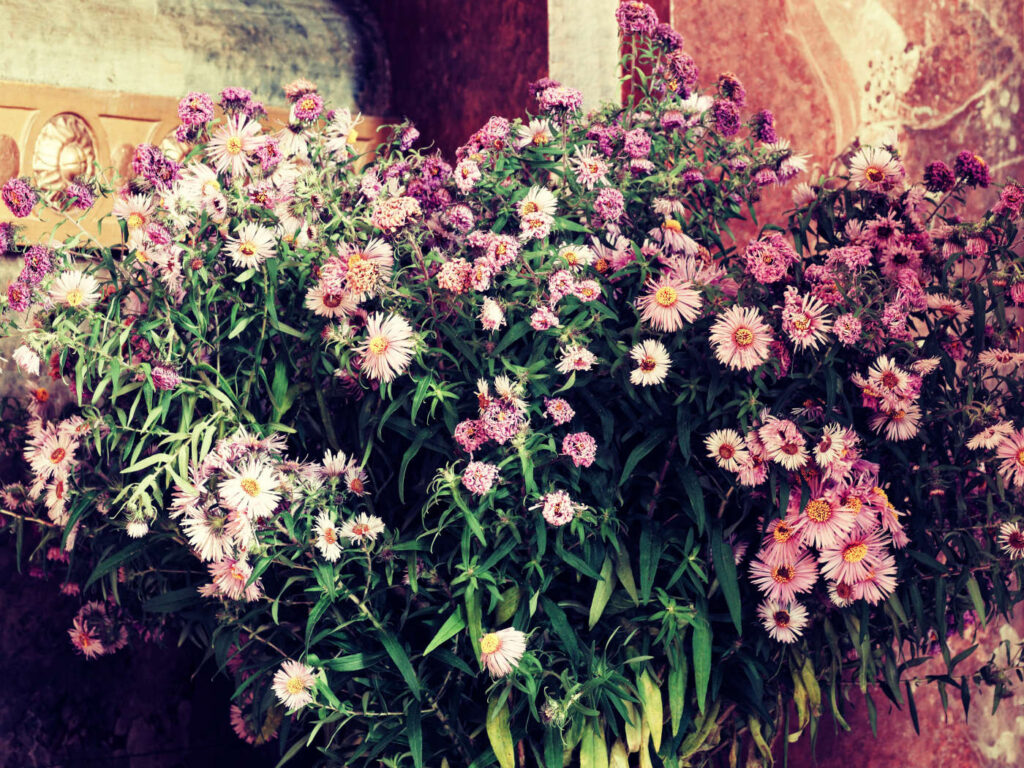 Blumenstrauß aus Astern in einer Kirche fotografiert
