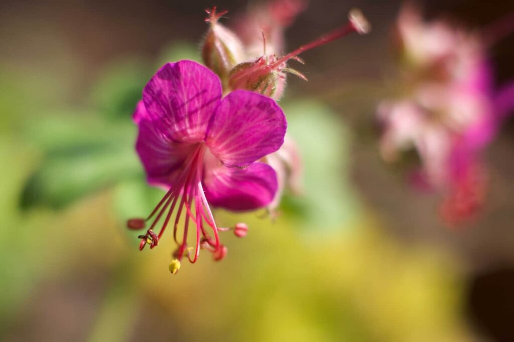 Die rote Blüte des Balkan-Storchschnabel