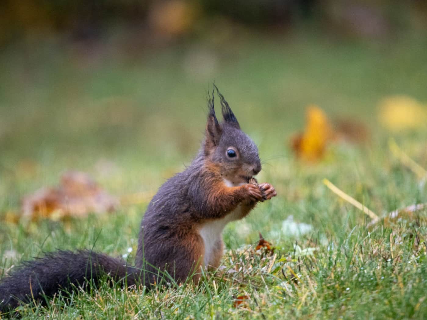 Das Eichhörnchen sitzt aufrecht auf einer Wiese und knabbert an etwas