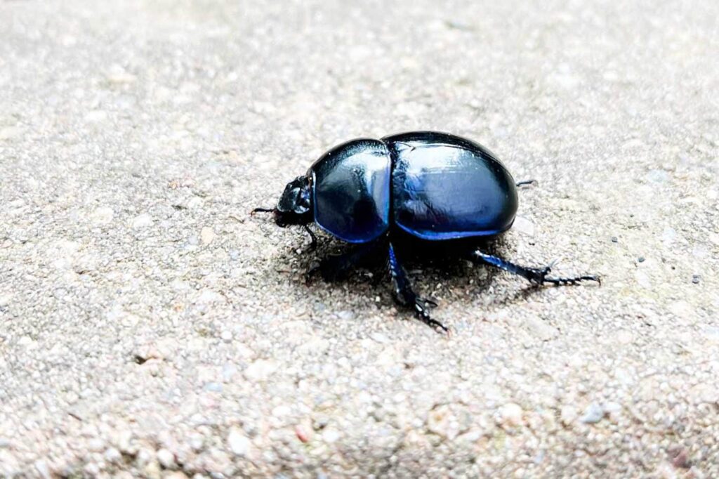 Schwarzblau glänzender Mistkäfer spaziert über die Steine einer Terrasse