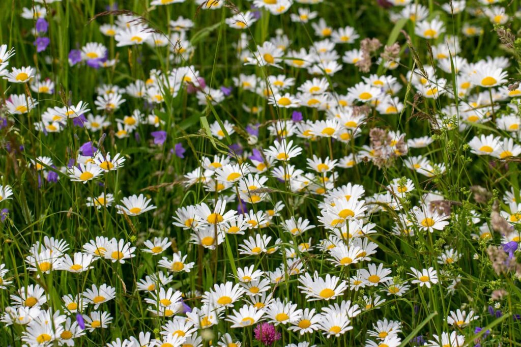 Blühende Wiese mit Gänseblümchen