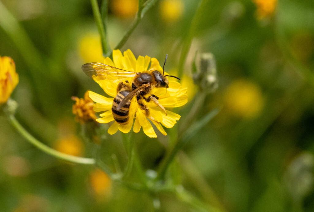 Eine Wildbiene der Art "Gelbbindige Furchenbiene", zu erkennen an den doppelten gelben Streifen auf dem Hinterleib.