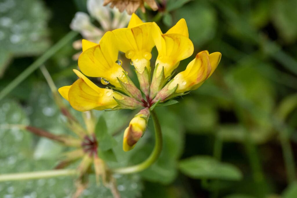 Die gelbe Blüte des Hornklees