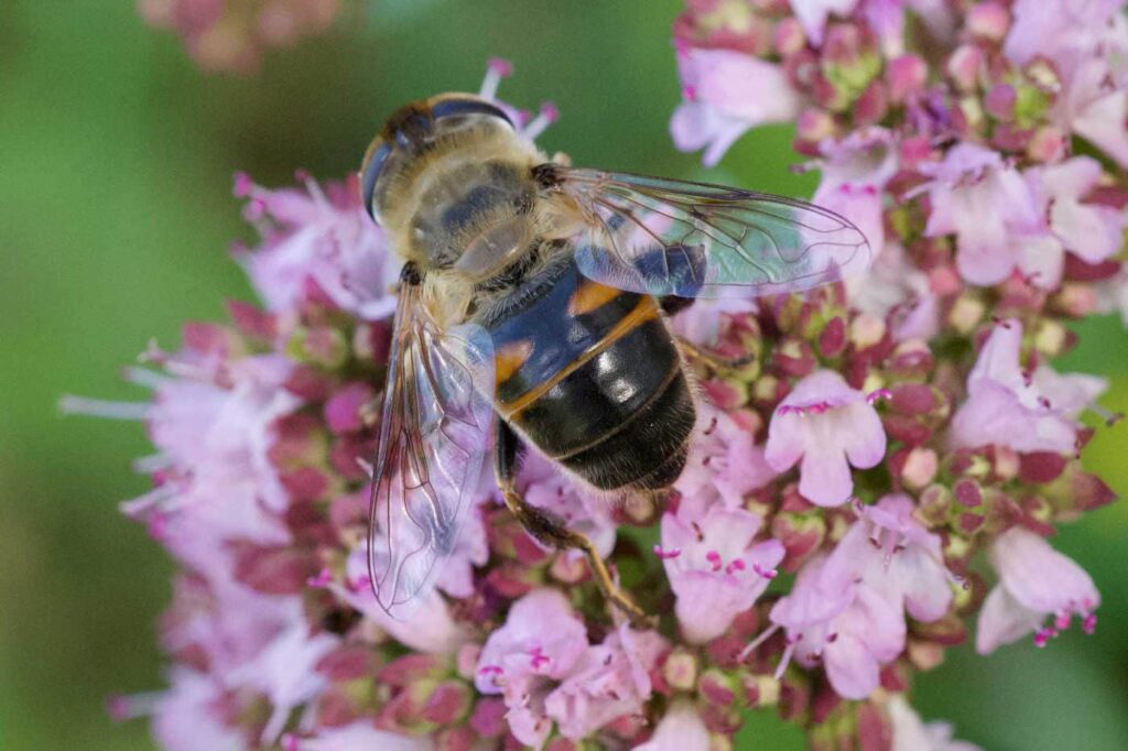 Keilfleckschwebfliege