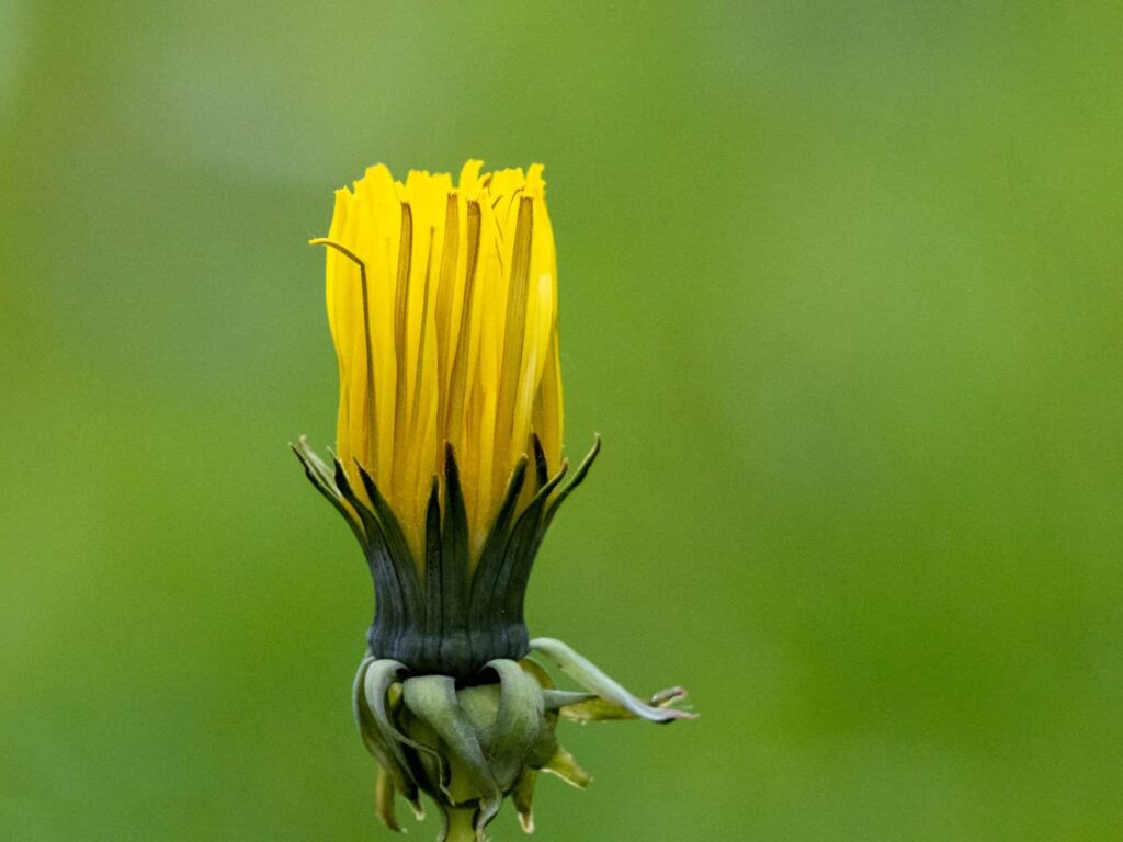 Die noch nicht geöffnete Blüte eines Löwenzahns