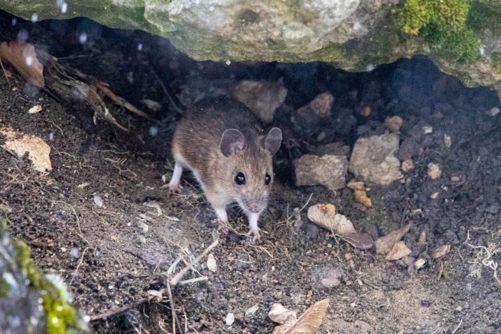 Eine Maus unter Steinen