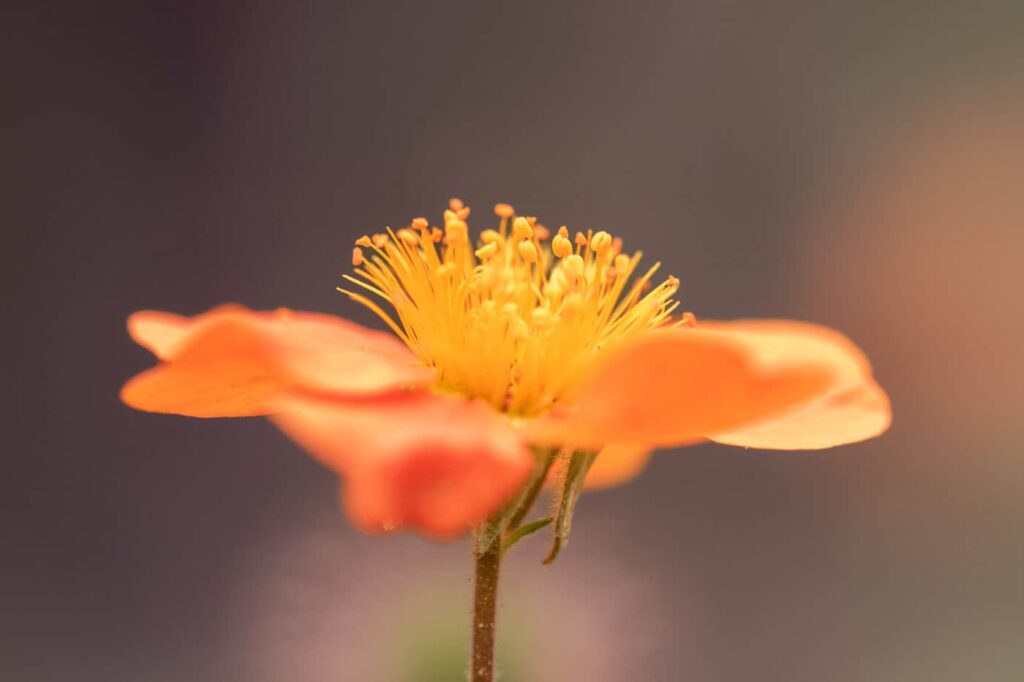 Die Blüte der Nelkenwurz in einer Nahaufnahme