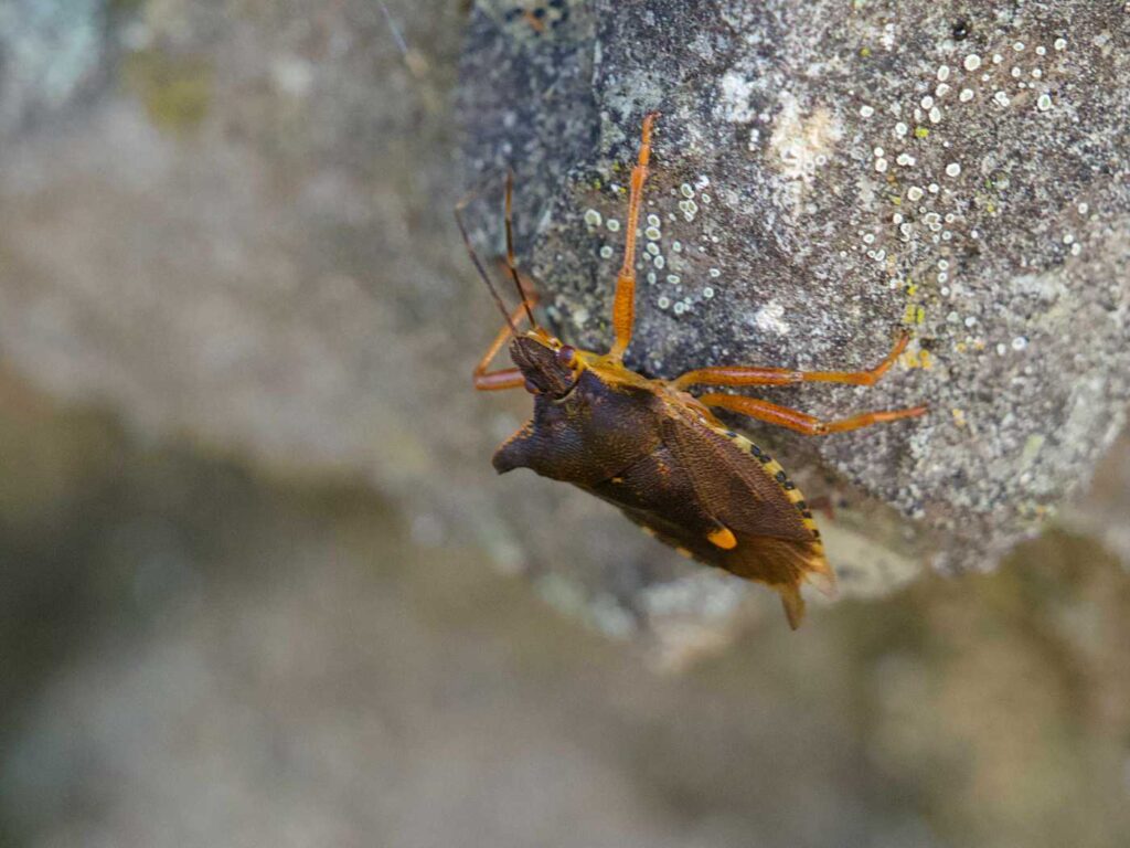 Rotbeinige Baumwanze an einem Stein