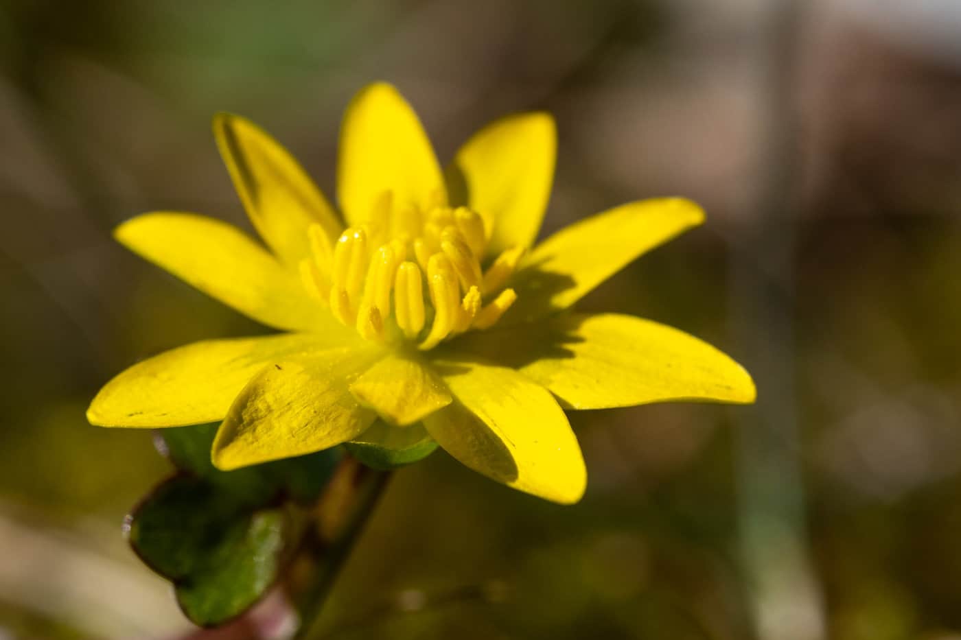 Gelb-glänzende Blüte des Scharbockskrauts