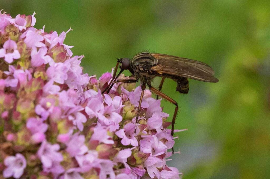 Tanzfliege auf einer Dostblüte