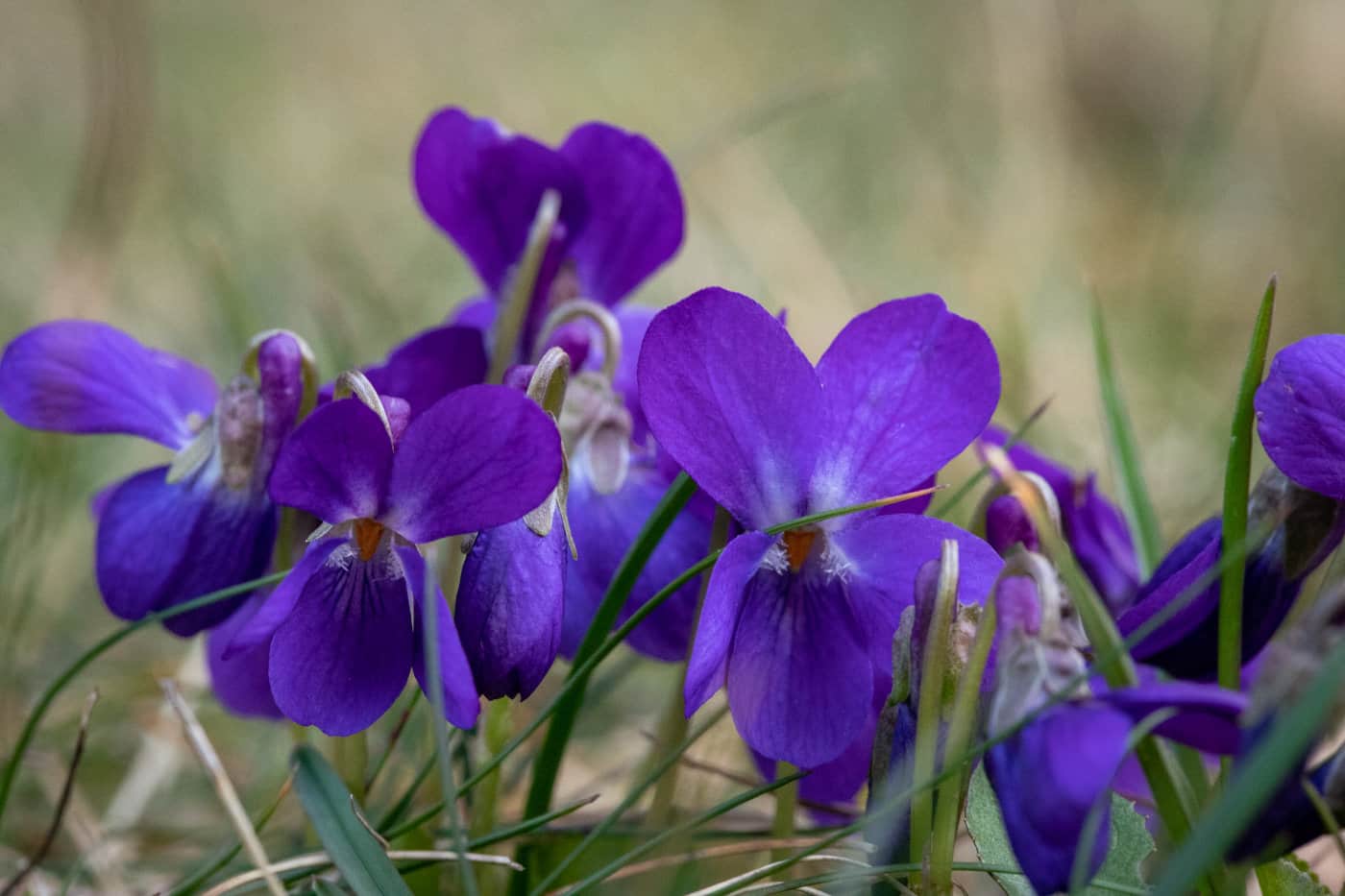 Wilde Veilchen mit tiefblauer Blüte