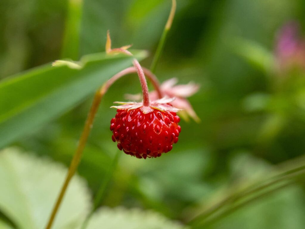 Die Frucht der Walderdbeere