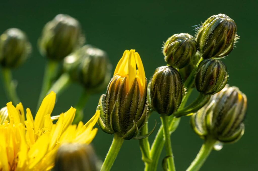 Wiesenpippau (unsicher) mit gelben Knospen und Blüten