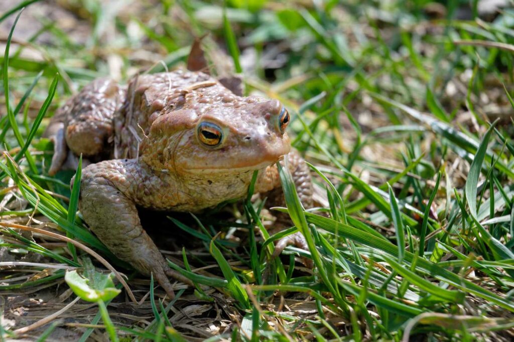 Eine Erdkröte auf Grasboden sitzt und wartet...