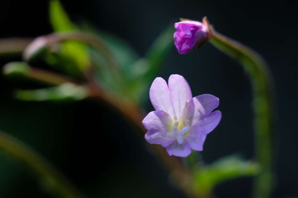 Lila, weiß und etwas Rot - die Blüte des Berg-Weidenrösleins