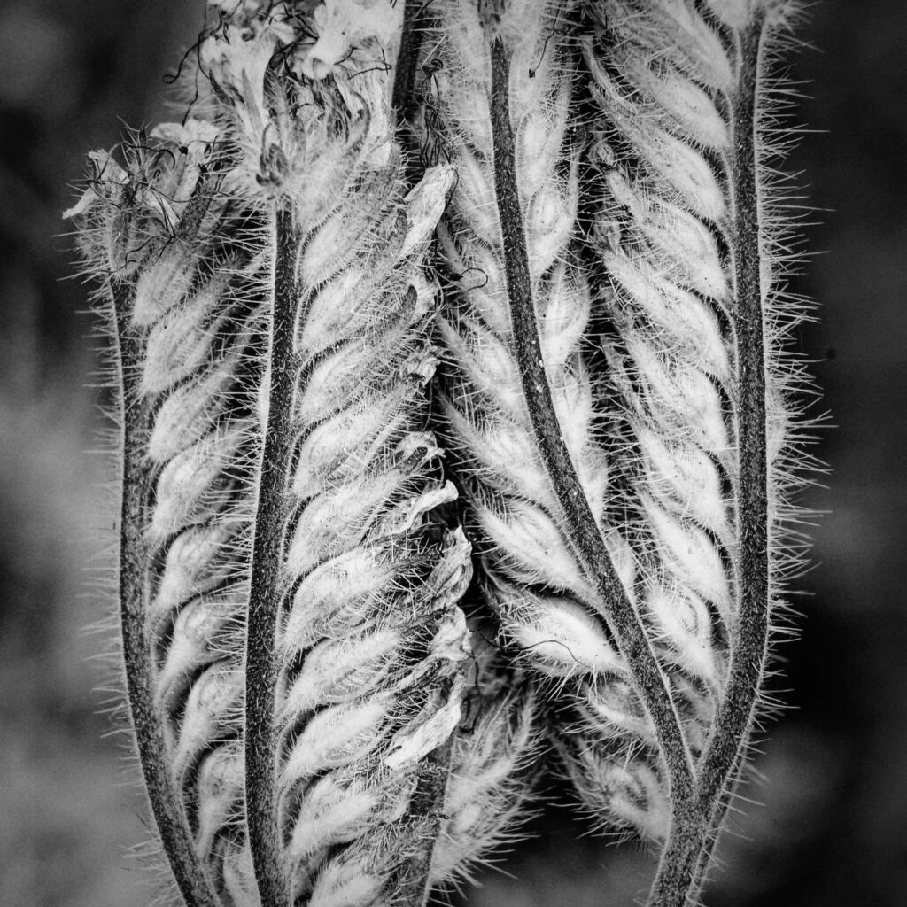 Fruchtstand des Bienenfreunds