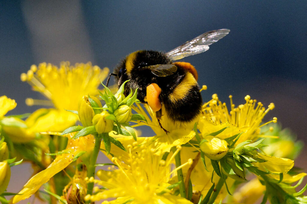 Wiesenhummel auf einer Blüte des Johanniskrauts