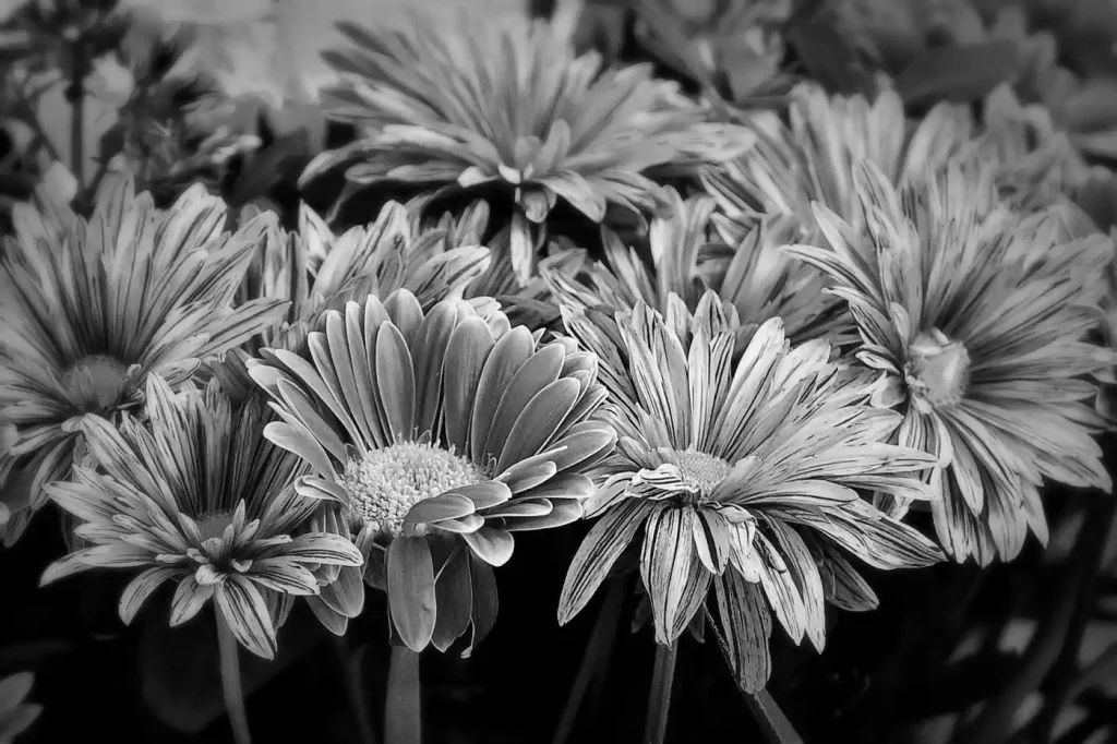 Blüten eines Blumenstraußes