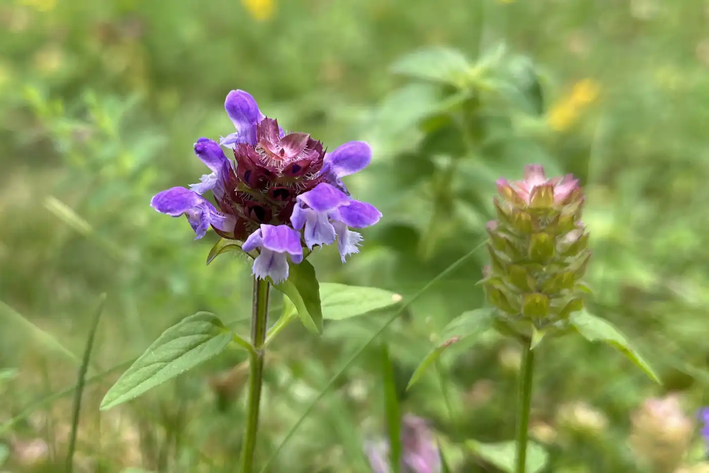 Blume mit einer blau-lilafarbenen Blüte