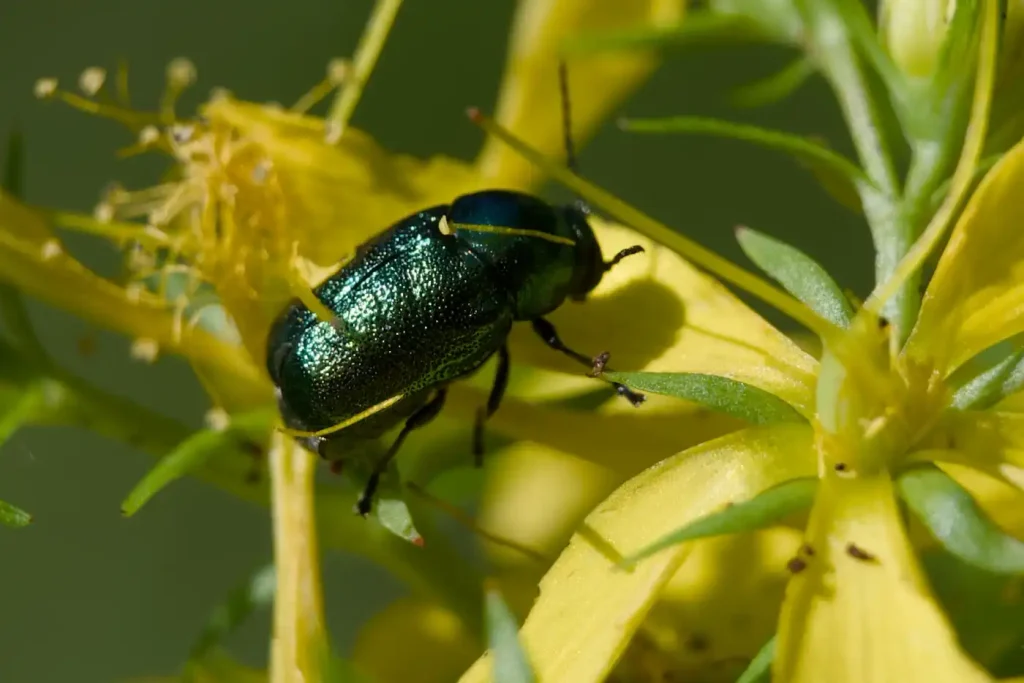 Ein grün schimmernder Käfer auf einer gelben Blüte