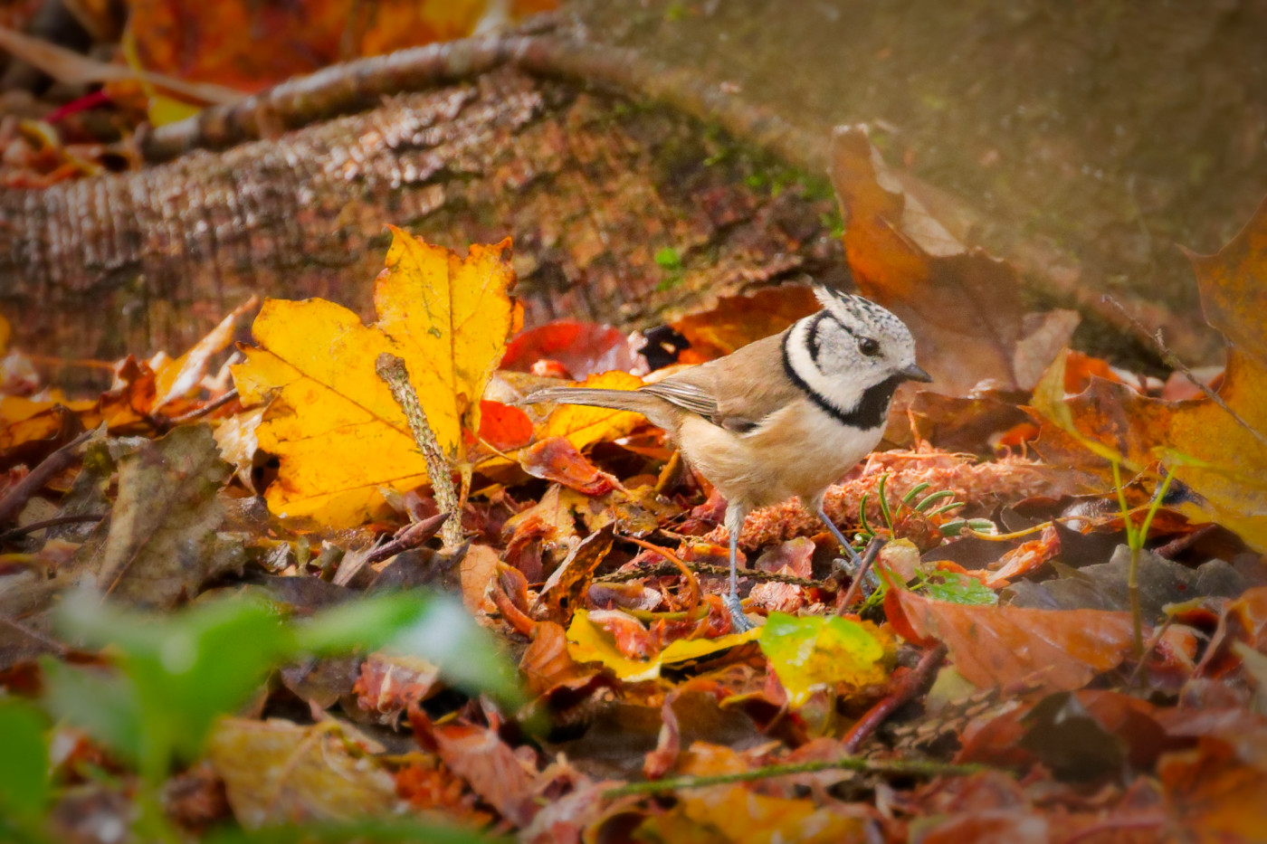 Die Haubenmeise im Garten