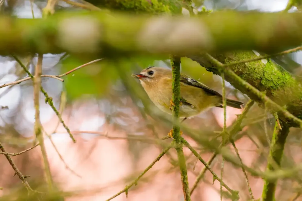 Wintergoldhähnchen