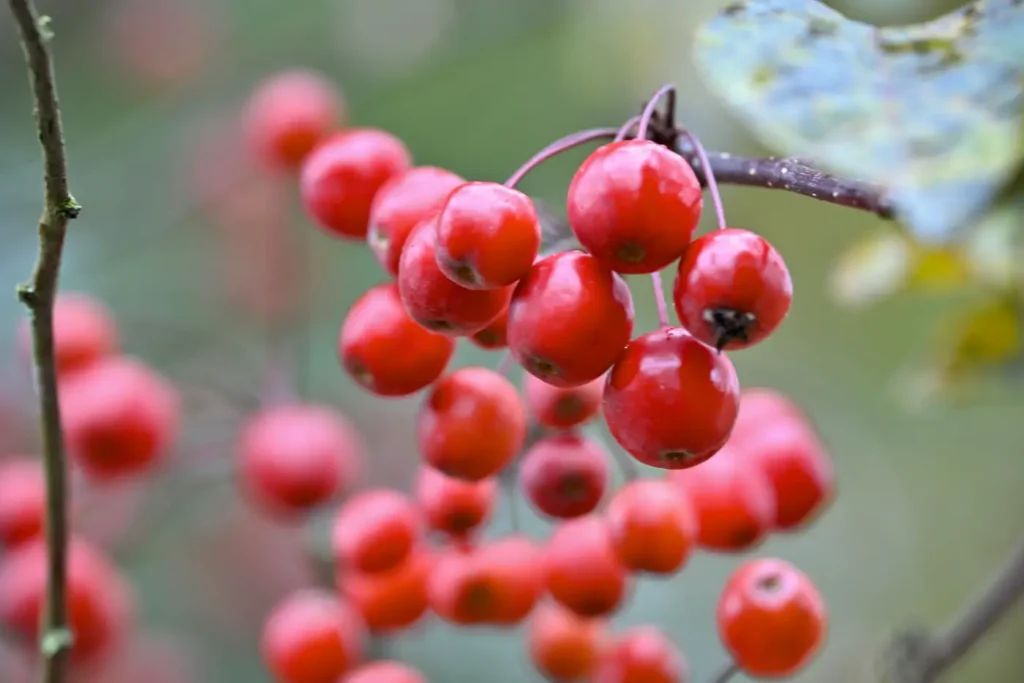 Rote Beeren am kleinen Baum