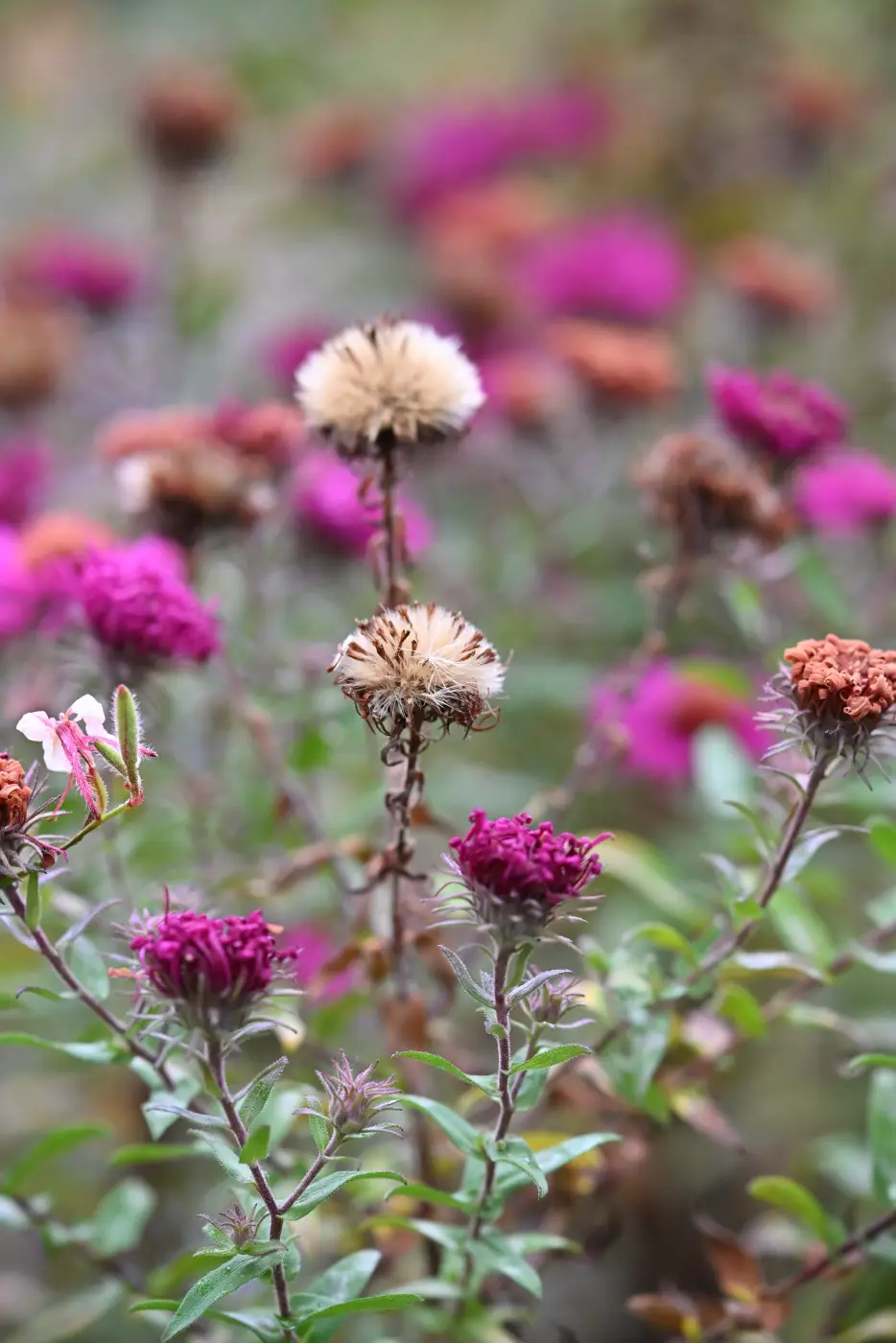 Astern und ihre wolligen Fruchtstände