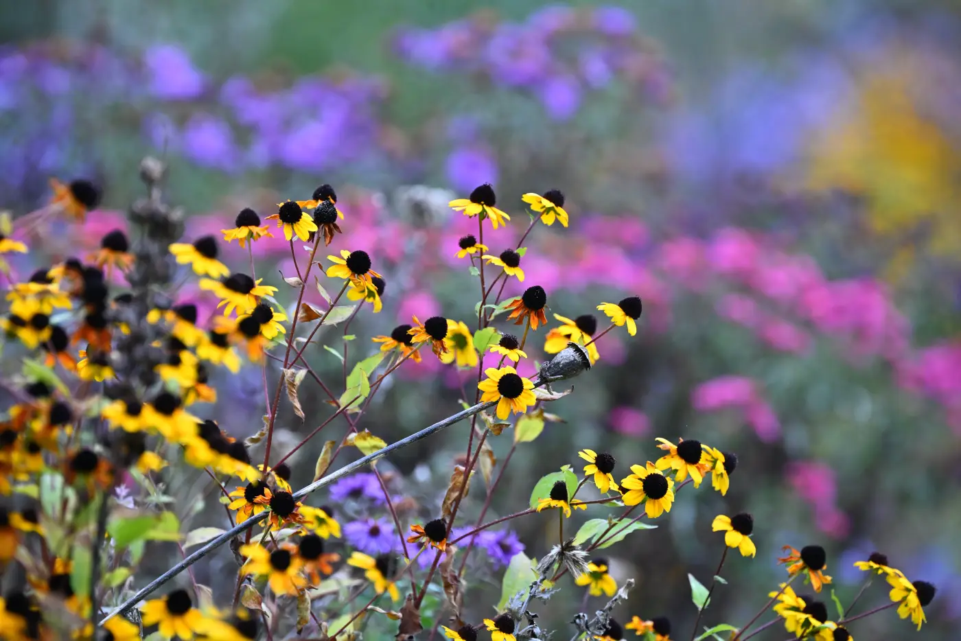 Herbstbeet mit Sonnenhut und Astern