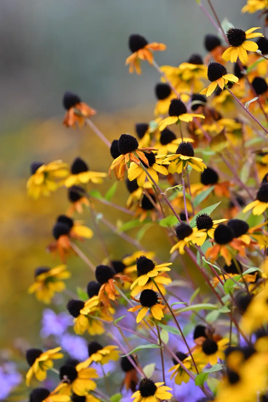 Viele kleine gelbe Sonnenhut-Blüten