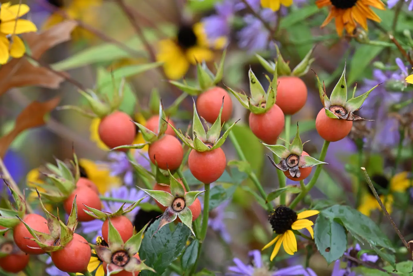 Hagebutten in einem Blumenbeet