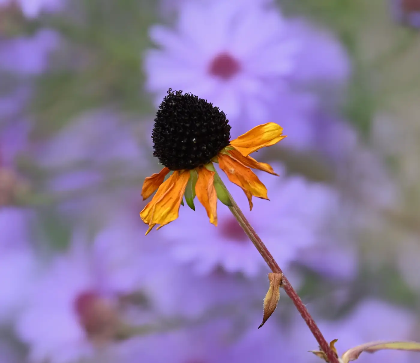 Sonnenhut mit welken Blütenblättern