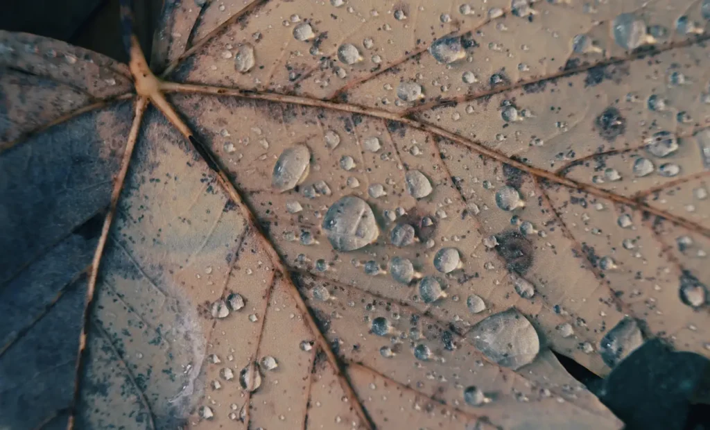 Tropfen auf einem Blatt