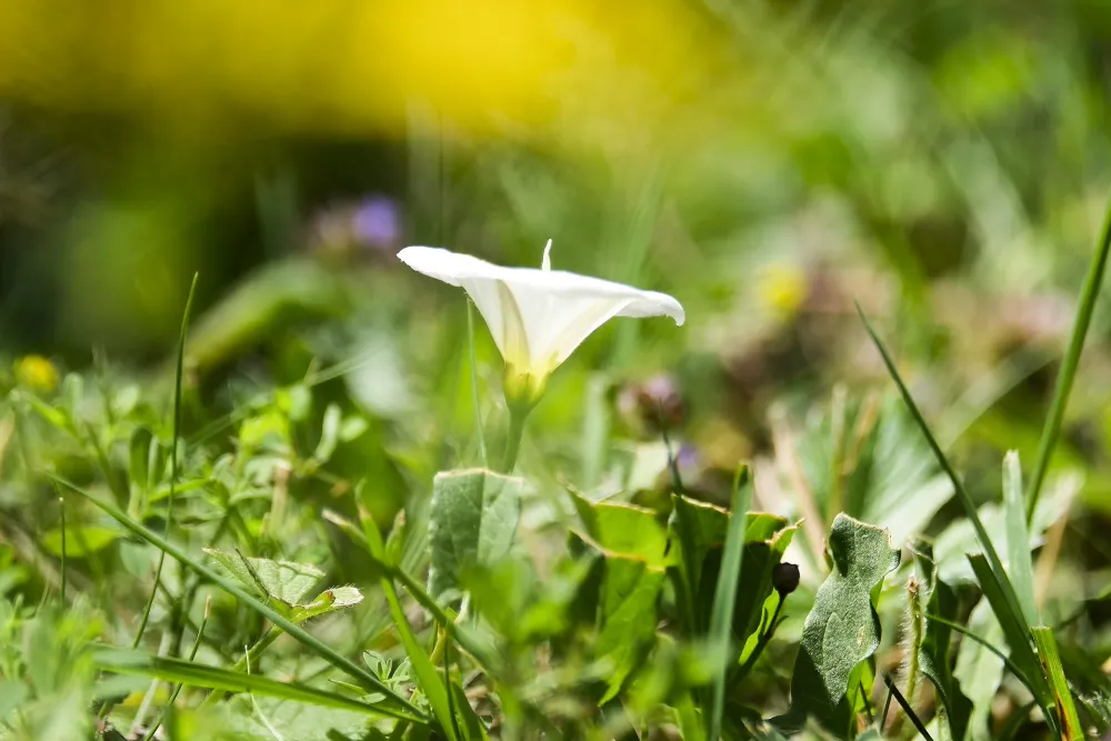 Der weiße Trichter der Ackerwinde
