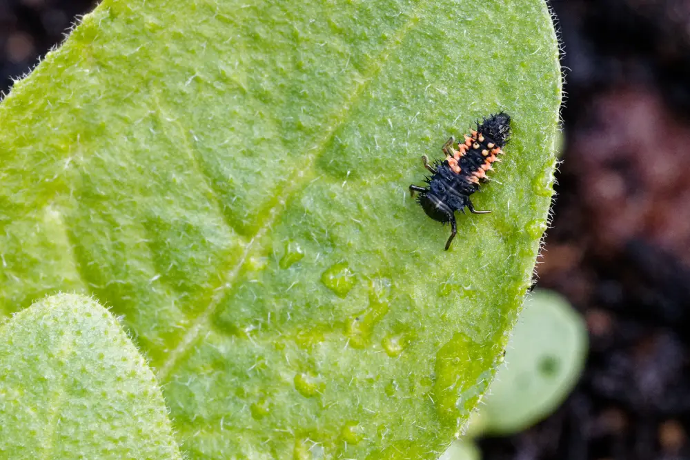 Asiatischer Marienkäfer Larve