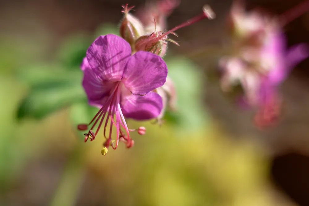 Die Blüte eines Balkan-Storchschnabels