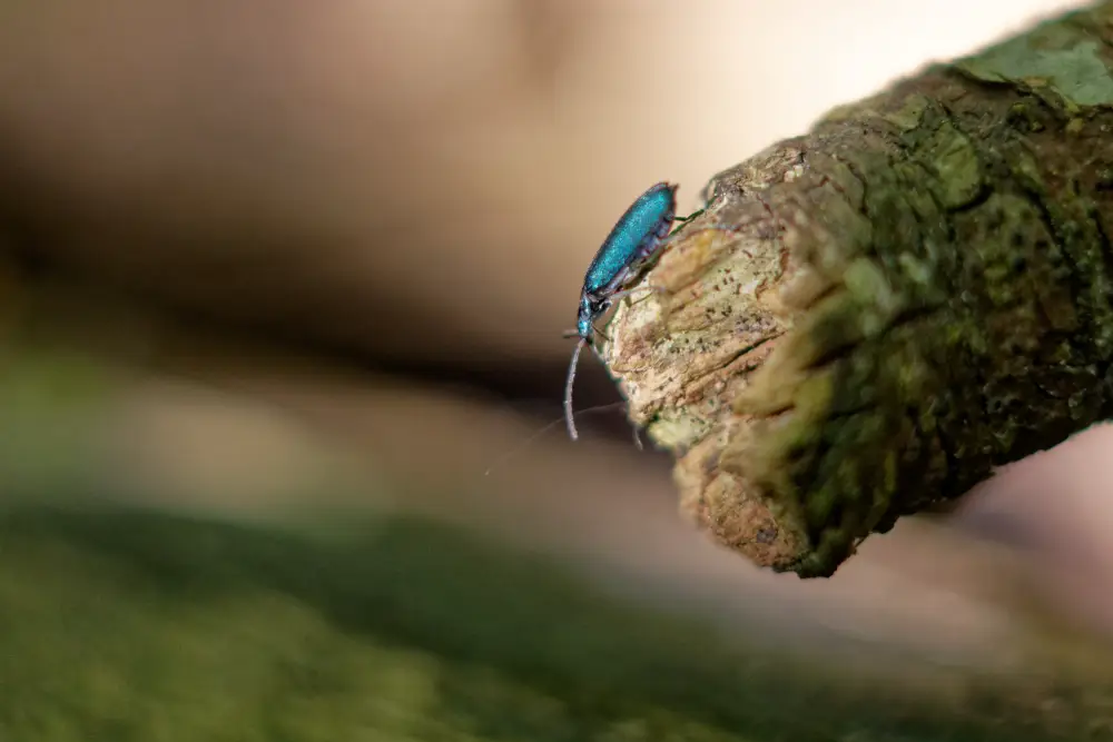 Blauer Scheinbockkäfer
