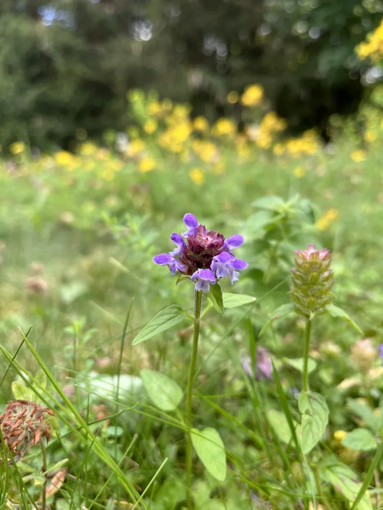 Die Kleine Braunelle